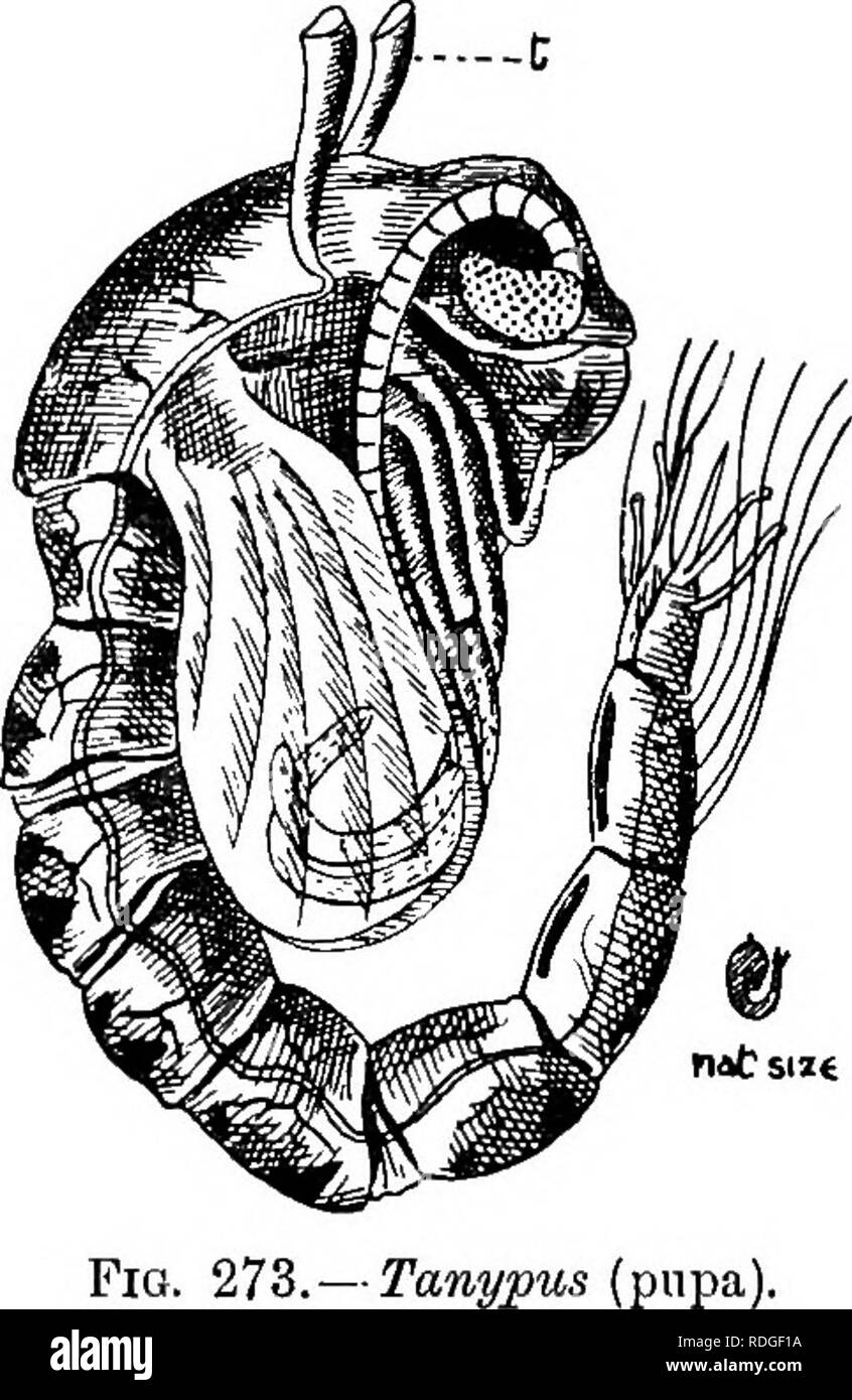 An introduction to zoology with directions for practical work