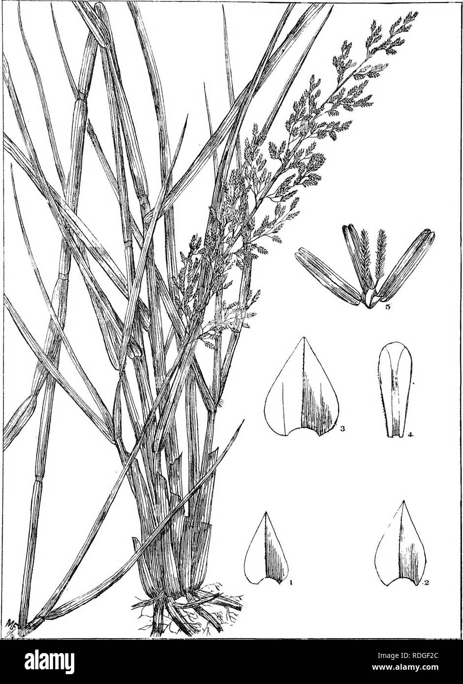 . Natal plants : Descriptions and figures of Natal indigenous plants, with notes on their distribution, economic value, native names, &amp;c., / by J. Medley Wood and Maurice S. Evans. Published under the auspices of Natal Government and Durban Botanic Society. Botany. PLATE 425.. ERAGROSTIS QU/AMIFLUA fers. Please note that these images are extracted from scanned page images that may have been digitally enhanced for readability - coloration and appearance of these illustrations may not perfectly resemble the original work.. Wood, John Medley, 1827-1914; Evans, Maurice S. (Maurice Smethurst),  Stock Photo