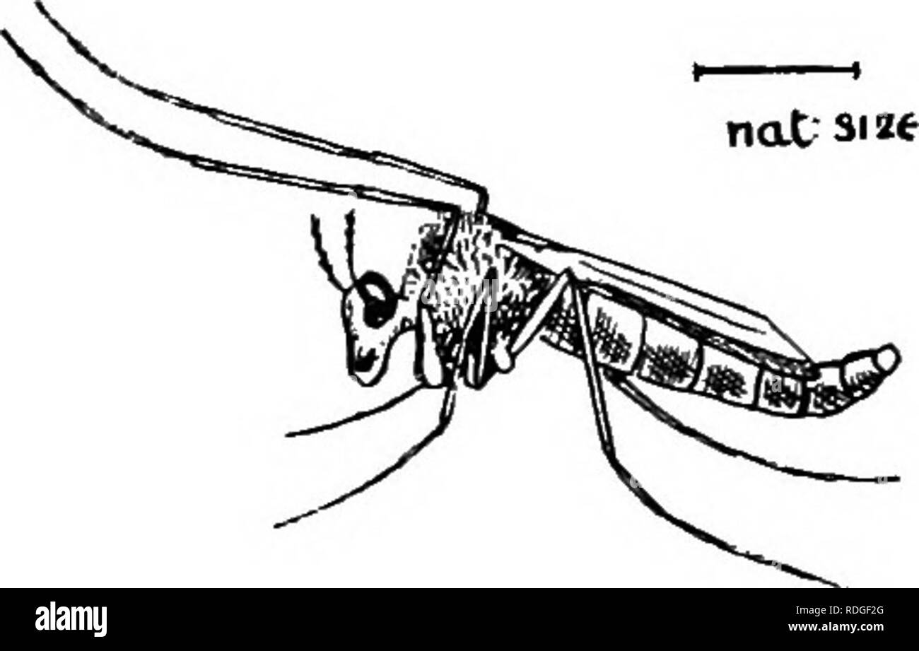 Chironomidae Black and White Stock Photos & Images - Alamy