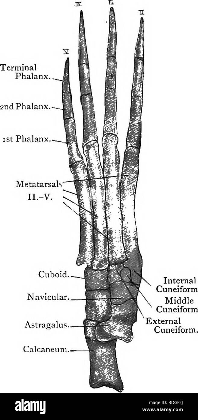 Discoidal fibula Black and White Stock Photos & Images - Alamy