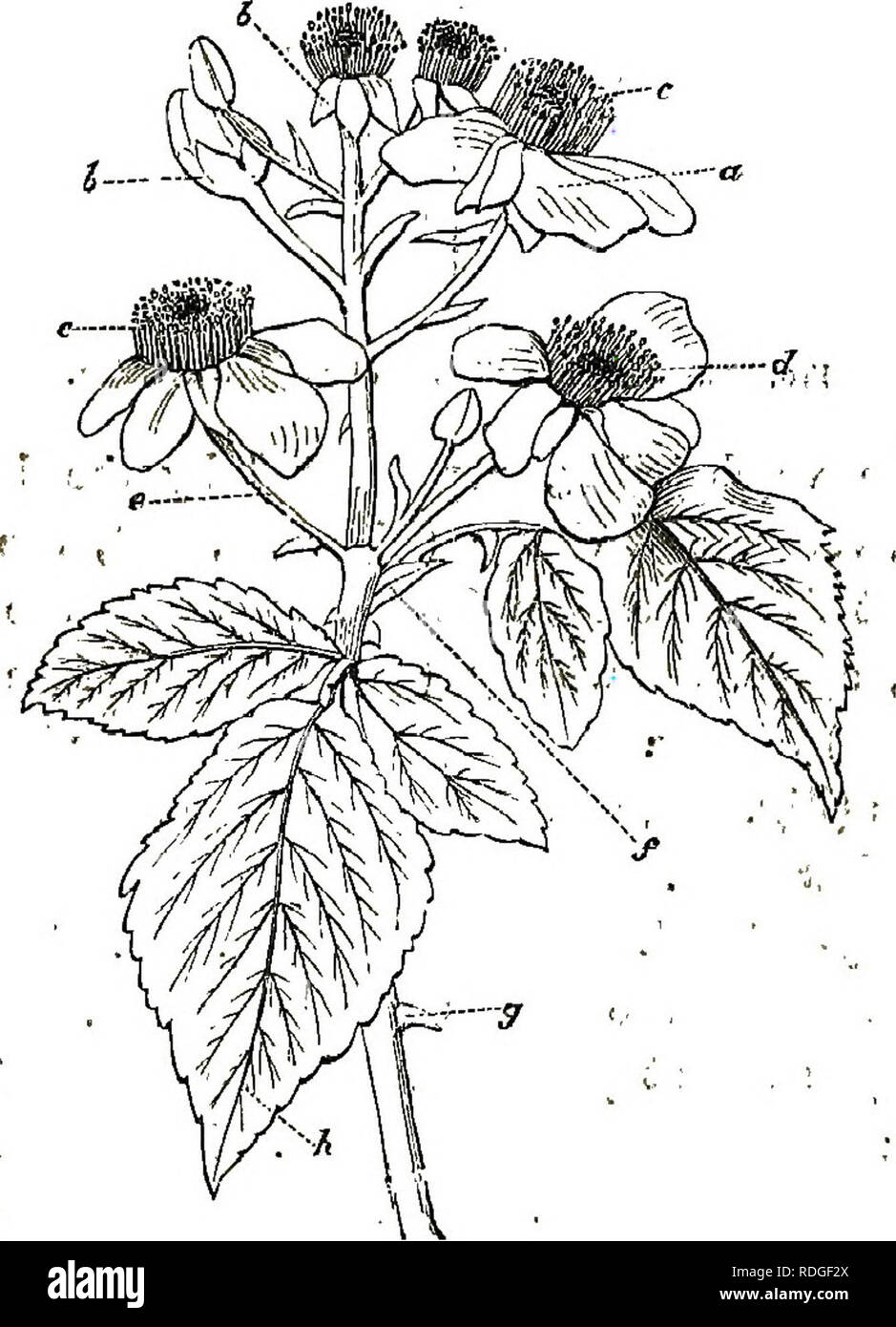 . Wayside weeds, or, Botanical lessons from the lanes and hedgerows : with a chapter on classification . Botany; Wild flowers. WAYSIDE; WBEDSv S5, â â ^we #aat tiie 'kind of plant for our present fjur;^ ;^OBe^Fig'. 30);. anfl, if you liave no'other cMncoj go into^ tie ]s:itcli*eii-g*r^6ji, aitd pluck' a flowering ..? i.. v.! Fi9. 29.âCollection of Blossoms of common BmnlWle, orrsngAd in a eolymb: ' Â«, petals; 5, calyx sepals'; o,. stamens; (Jâpistils j e', ppdicels;/, braotsj g^ setsB or bristles ; A, compound leaf. Sprig of celery, parsley, or carrot, or fentielj calling in, if necessary, tk Stock Photo