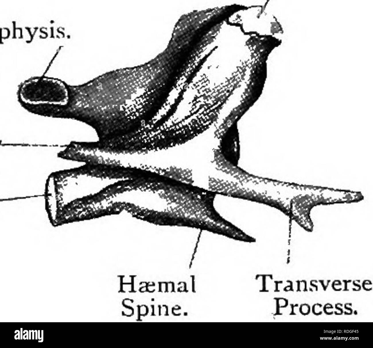 . Elementary text-book of zoology. .Metapophysis. Post. Zygapophysis, Prezygapophysis. Anapophysis. ^ Transverse Process. / Articular Facet. Metapophysis. /. The lumbar vertebrce. are seven in number They have large transverse processes which slope forwards and down- wards. The neural' spines are smaller than in the dorsal and there is a mid-ventral process or hypapophysis.. Please note that these images are extracted from scanned page images that may have been digitally enhanced for readability - coloration and appearance of these illustrations may not perfectly resemble the original work.. M Stock Photo