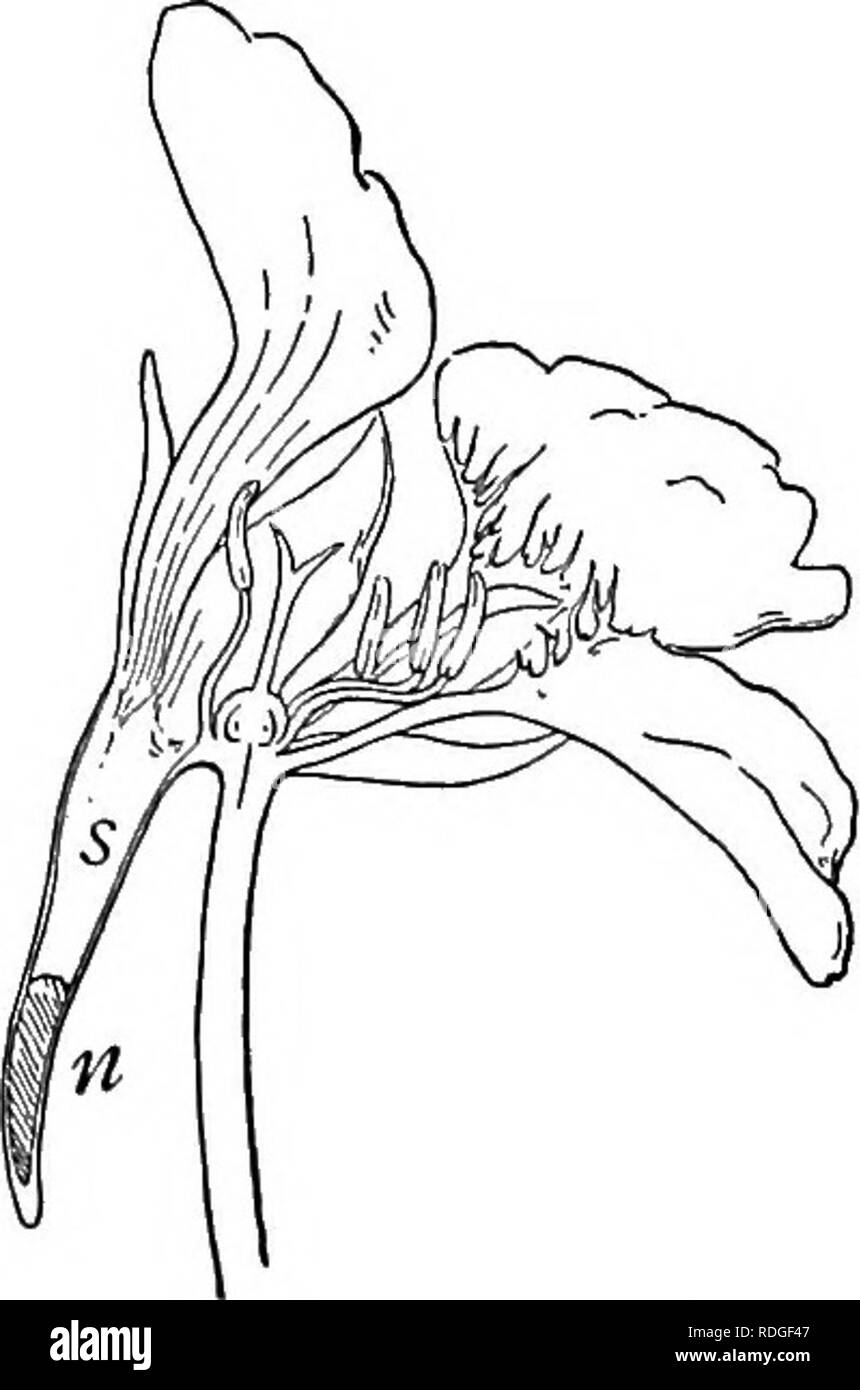 Insects gathering nectar Cut Out Stock Images & Pictures Alamy