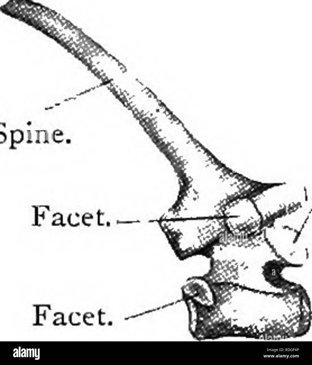 . Elementary text-book of zoology. 396 CHORD AT A. small centrum and two hollow facets for the occipital condyles of the skull. The second or axis has a peg-like odontoid process which belongs by origin to the atlas. The other five have low neural spines and short centra. All the cervical vertebrae have vertebrarterial canals, produced by fusion of cervical ribs, as in the pigeon. The thoracic veriebrce are twelve. All have long neural spines. The rib has in each case a capitulum articulating between the centra of o. tIJIac^^-V^k™^^ o^^lBBn.. two vertebra, and. a (Adnat.) tuoerculum articulatm Stock Photo
