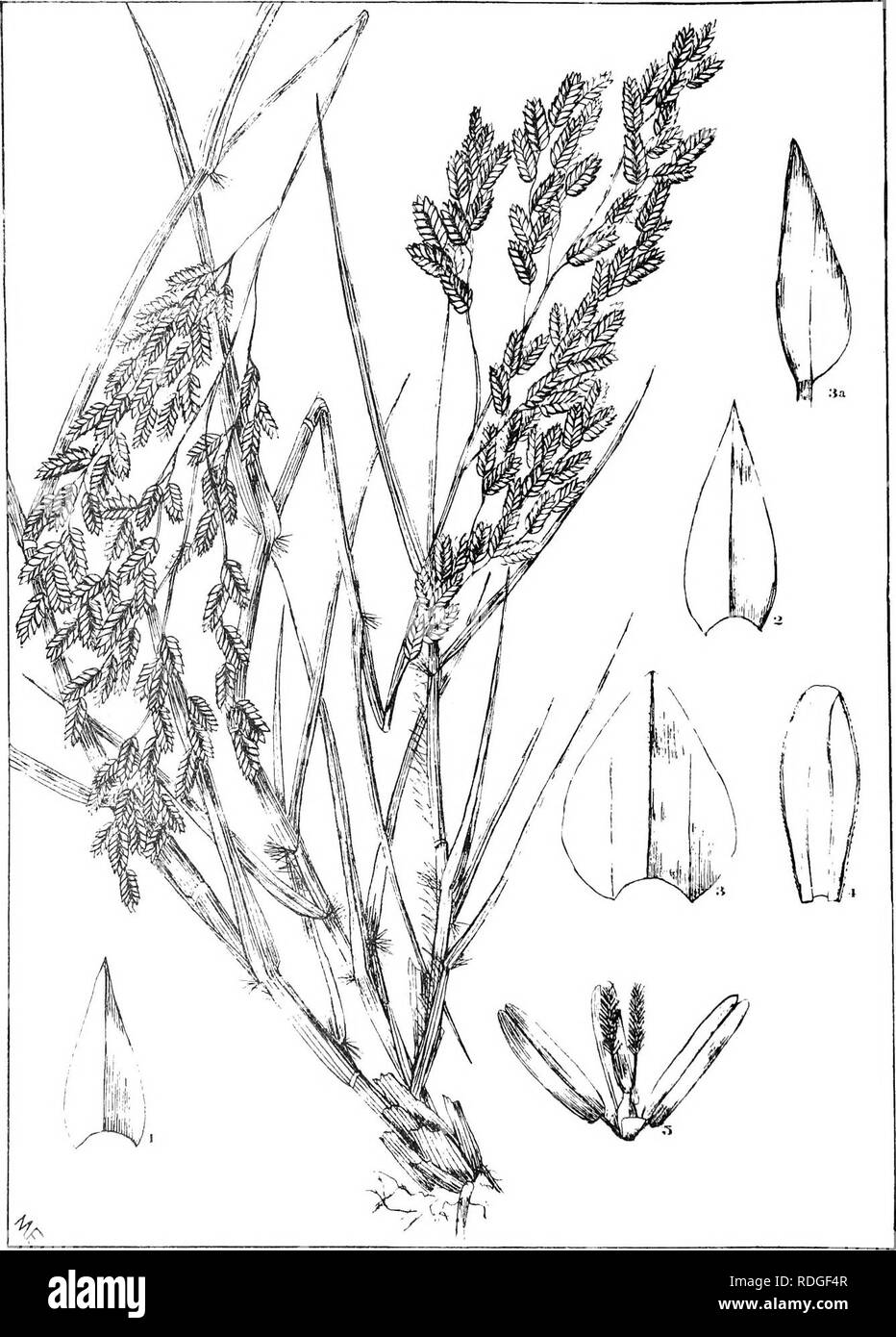 . Natal plants : Descriptions and figures of Natal indigenous plants, with notes on their distribution, economic value, native names, &amp;c., / by J. Medley Wood and Maurice S. Evans. Published under the auspices of Natal Government and Durban Botanic Society. Botany. PLATE 419.. ERAGROSTIS GANGETICA. srm'/,.. Please note that these images are extracted from scanned page images that may have been digitally enhanced for readability - coloration and appearance of these illustrations may not perfectly resemble the original work.. Wood, John Medley, 1827-1914; Evans, Maurice S. (Maurice Smethurst Stock Photo