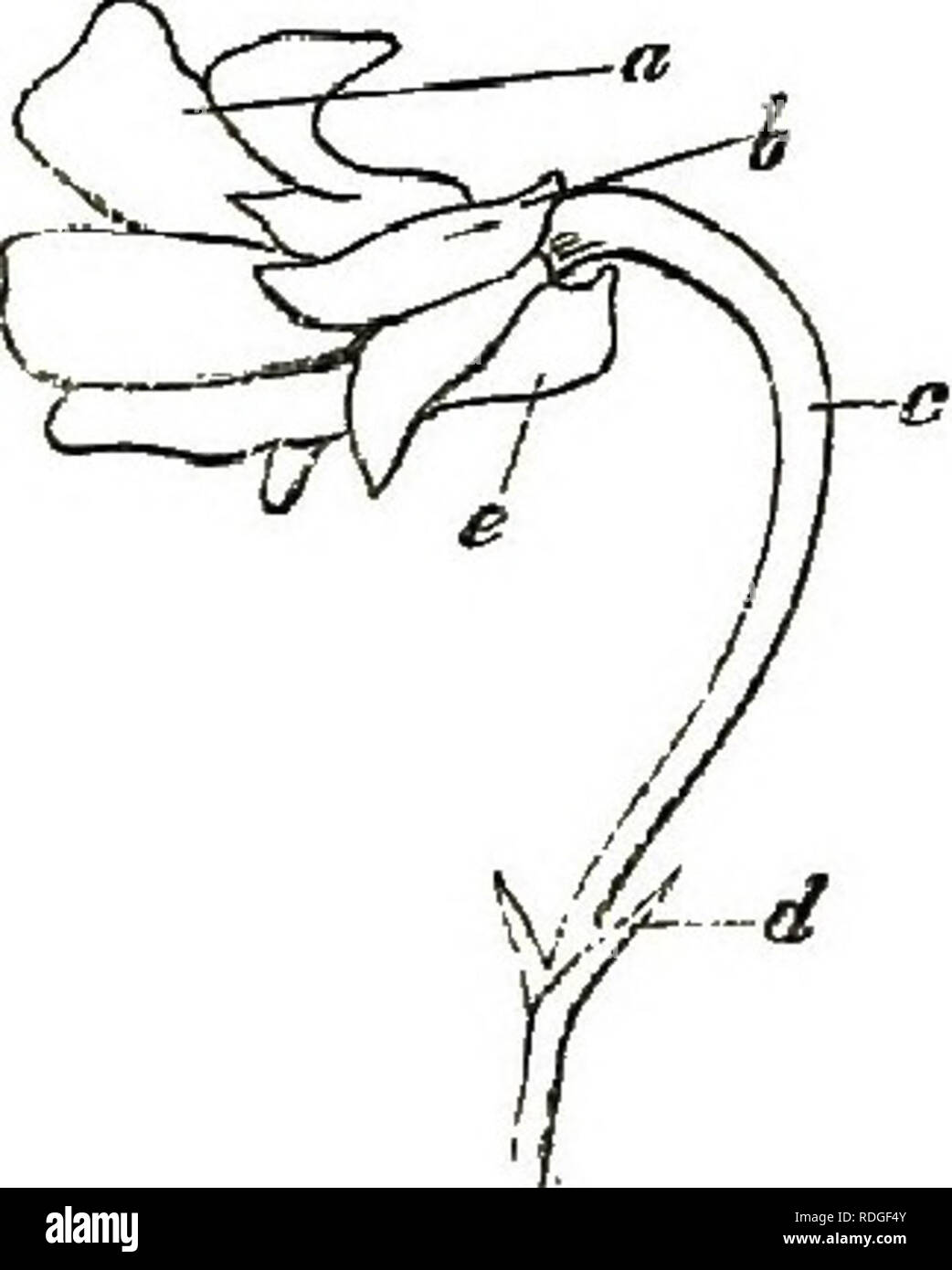 . Wayside weeds, or, Botanical lessons from the lanes and hedgerows : with a chapter on classification . Botany; Wild flowers. 26 WAYSIDE WEEDS. fer«, or cross-like plants, the petds being arranged in the shape of a cross, as a very little examination will show. Turning for a moment from wild to culti- vated blossoms, you will find the characters of the crucifers well marked in any turnip, cabbage, or radish, which may chance to run to seed in your garden. In an economical point of view, there are few plant families more valuable to man than these crucifers. Buttercup, poppy, wallflower, each Stock Photo