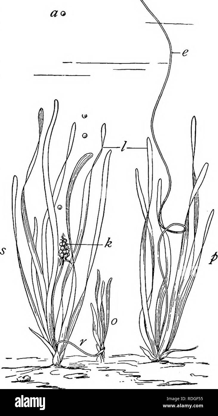 Wind pollinated flowers Black and White Stock Photos & Images Alamy