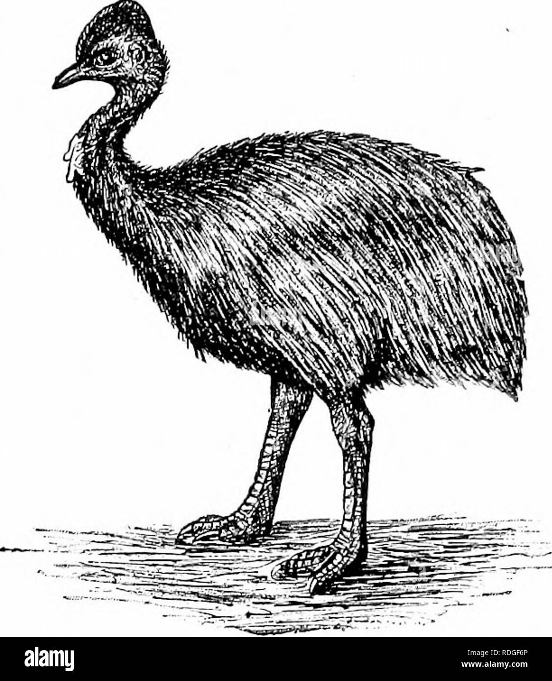 . A textbook in general zoology. Zoology. XXIII. BIRDS (continued) Chordata (continued) Ostriches and cassowaries. —The ostriches and casso- waries are wholly unable to fly and are, therefore, known as the flightless land birds. At the same time, they are the lowest members of the class. The breastbones of these large birds differ decidedly from that of the sparrow, for they are flat, or nnkeeled. This is in keeping with their small, fmictionless wings. The majority of these birds are large and possess strong legs with which they can kick viciously and effectively and run swiftly. The true ost Stock Photo