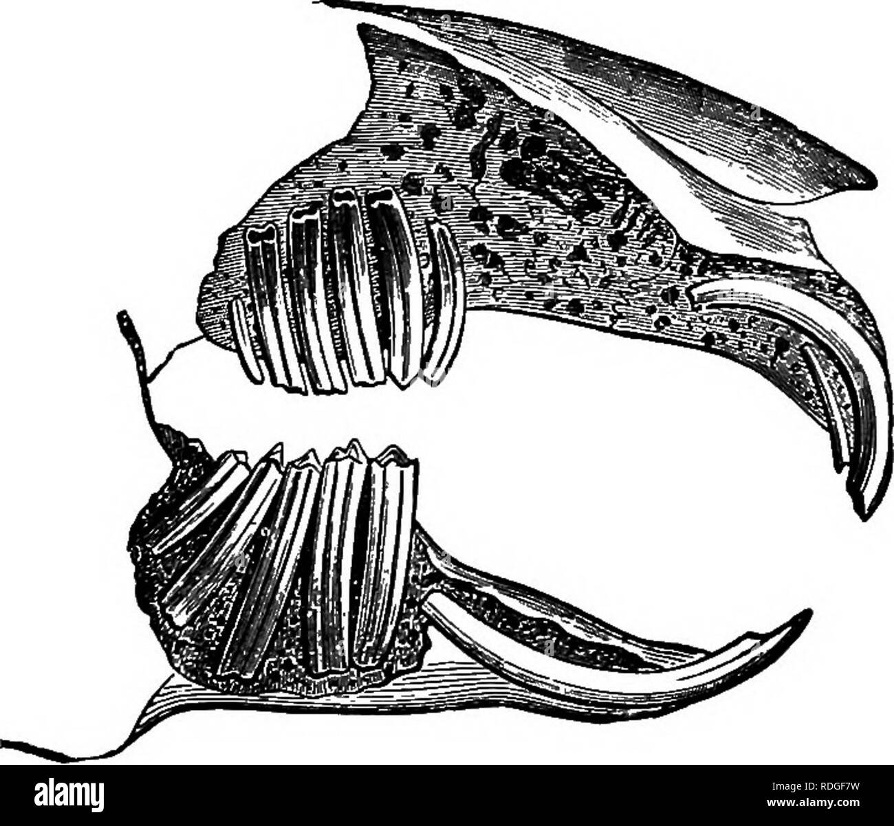 . Elementary textbook of zoology. 384 CHORD AT A. another cavity (the