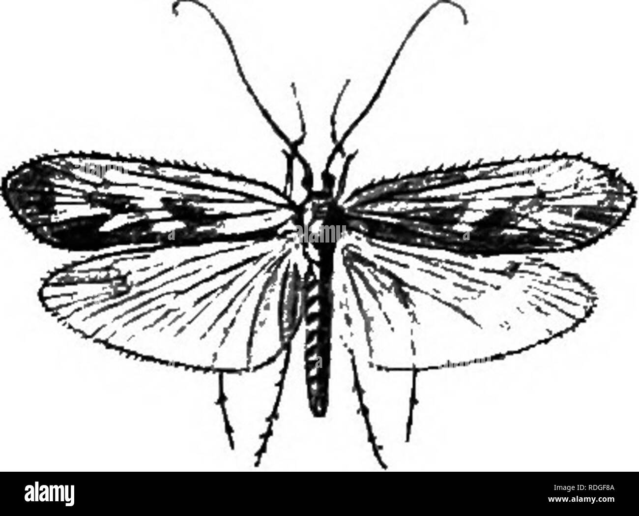 . An introduction to zoology, with directions for practical work (invertebrates). IN SECT A : NEUROPTERA 317 opaque—the characteristic which has led to these forms being sometimes grouped in a special order, the Triduyptera. The nervature of the wings is peculiar in having very few trans- verse nervures (Fig. 240). The broad hind wings are folded fan- wise under the front wings when at rest, the latter being merely laid obliquely over the back and sides, as in the alder-flies. There is a well-marked metamorphosis with a quiescent pupal stage, which takes place below the water. The pupa, howeve Stock Photo
