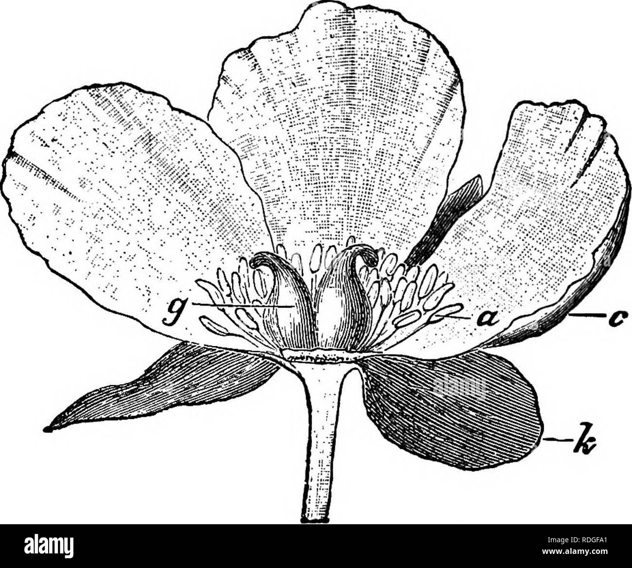 . A textbook of botany for colleges and universities ... Botany. 826 ECOLOGY the center of the flower is the pistil (or pistils); a simple pistil or one member of a compound pistil is called a carpel (g, fig. 1137). Commonly a pistil is composed of an enlarged basal portion, the ovary (0, figs. 1180, 1181), and a slender upper portion, the style {t, fig. 1136), which is sur- mounted by the somewhat enlarged and sticky stigma (or stigmas, g, fig. 1136). Inside of the ovary are ovtdes (figs 581-584), which represent incipient seeds, and within each ovule is the megaspore or embryo sac (figs. 582 Stock Photo