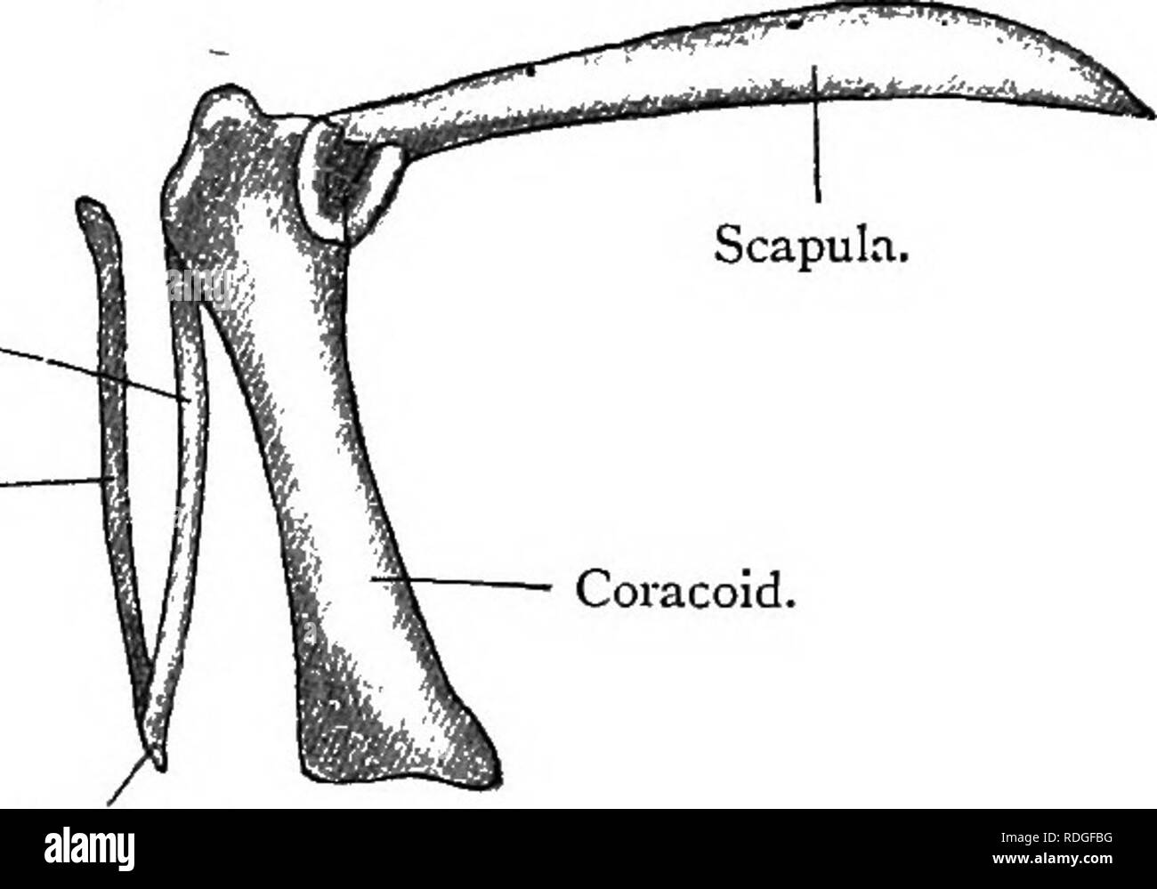 Posterior fusion Cut Out Stock Images & Pictures Alamy
