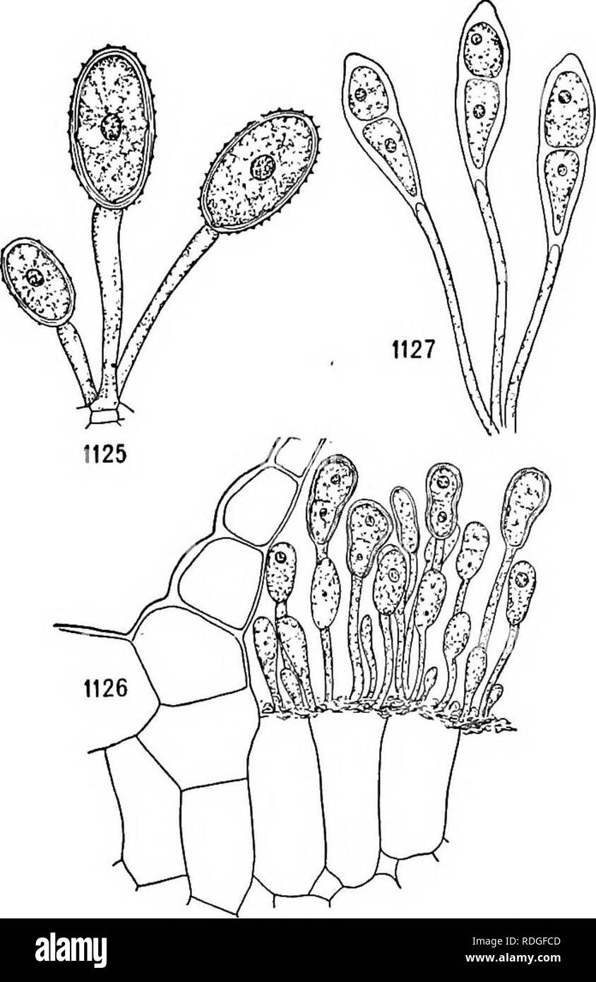 . A textbook of botany for colleges and universities ... Botany. REPRODUCTION AND DISPERSAL 813 turgor, whereupon the escaping water tears loose the sporangium and expels it with the enclosed spores for some distance. In a somewhat similar fashion are expelled the conidia of Entomophthora and the ascospores of Ascoholus and of Peziza repanda. In the ergot fungus (Claviceps) a sweetish substance, known as honey dew, is se- creted as the conidia ripen, and insects visiting the fungus for the honey dew scatter the spores. In the stinkhorn fungus {Phallus impudicus) the spore-bearing portion deliq Stock Photo