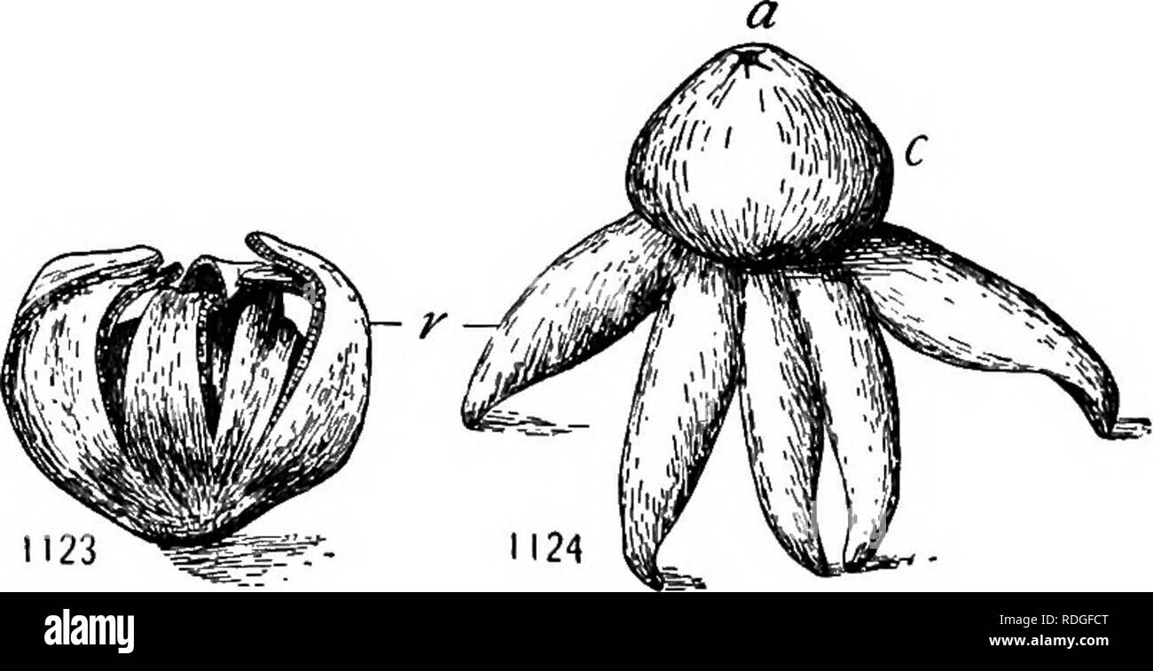 A Textbook Of Botany For Colleges And Universities ... Botany. 8L2 Ecology  Various Features Of Structure Or Habit Facilitate Spore Dispersal. As  Previously Noted, Many Fungi Bear Spores Externally, So That