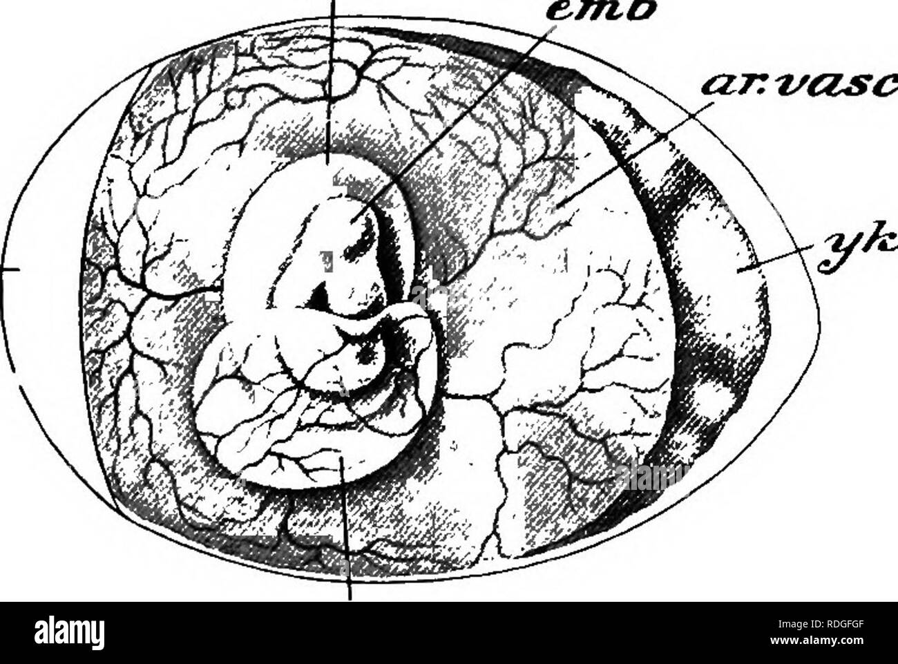 . An elementary course of practical zoology. Zoology. CH. XI ALLANTOIS S8i slightly later stage, transverse section; C, stage with completed amnion and commencing allantois ; D, stage in which the allantois has begun to envelop the embryo and yolk-sac. The ectoderm is represented by a blue, the endoderm by a red line ; the mesoderm is grey. all. allantois ; alf. the same growing round the embryo and yolk-sac ; am. amnion ; am./&quot;, amniotic fold ; an. anus; br, brain; ccel. ccelome; caP. extra-embryonic coelome ; kt. heart; tns.eni. mesenteron ; mtk, mouth; nch. nolochorA',sp.cd. spinal cor Stock Photo