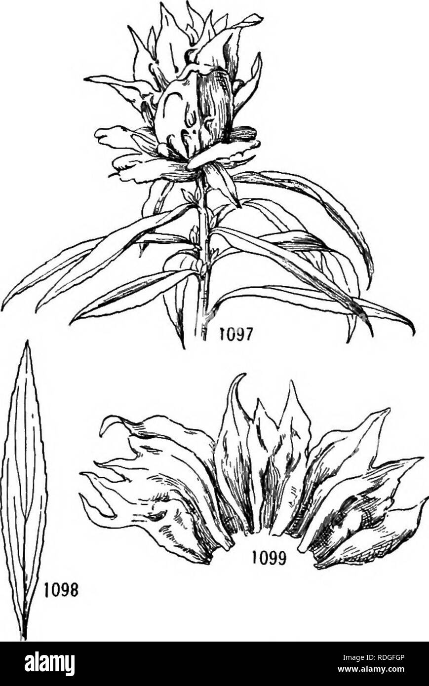 birch broom twigs high resolution stock photography and images alamy birch broom twigs high resolution stock photography and images alamy