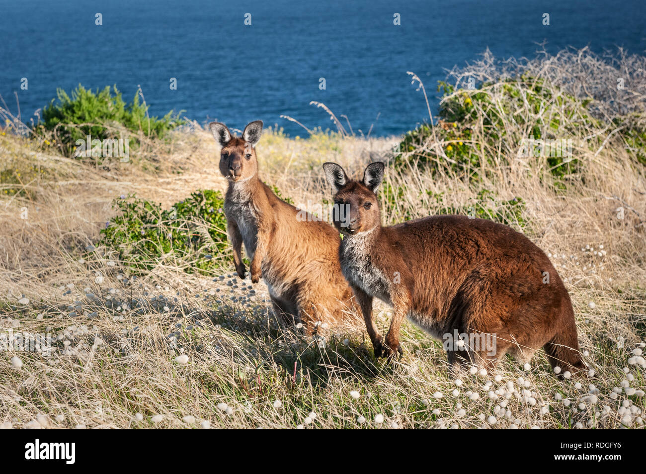 Western Grey Kangaroos on Kangaroo Island. Stock Photo