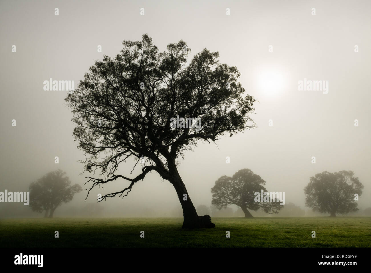 A misty morning in the Wimmera. Stock Photo