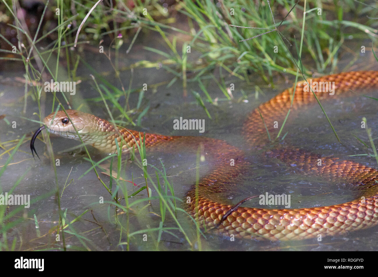 King brown snake hi-res stock photography and images - Alamy
