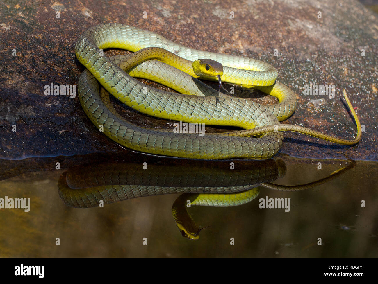 Common Tree Snake Stock Photo 232089078 Alamy