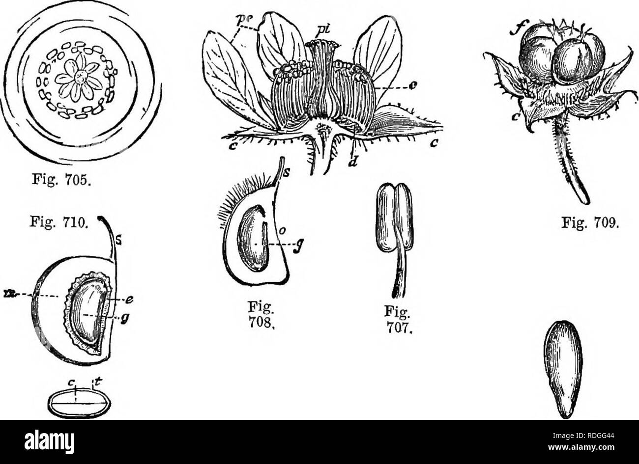 . A Manual of botany : being an introduction to the study of the structure, physiology, and classification of plants . Botany. 484 ROSACEA. a drape (figs. 339, p. 213; 405, p. 235; 406-7, p. 236). 3. Spi- reeese (fig. 102, p. 41), calyx-tube herbaceous, lined with a disk, fruit consisting of numerous follicles, seeds apterous. 4. QuiUaiese, flowers unisexual, calyx-tube herbaceous, fruit capsular, seeds â winged at the apex. 5. Sanguisorbese, or Poteriese, petals 0, tube of calyx thick- ened and indurated, lined with a disk, stamens definite; nut solitary, enclosed in the calycine tube. 6. Pot Stock Photo