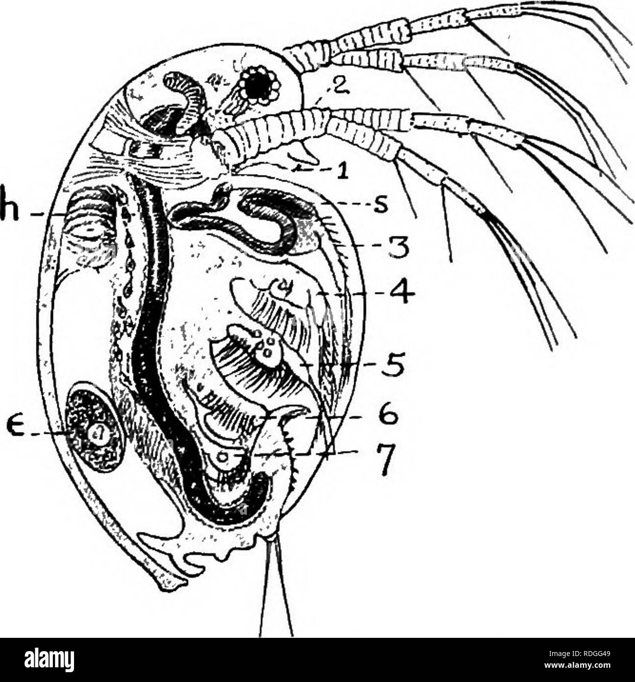 Practical File Invertebrates . An introduction to zoology, with directions for practical work ...