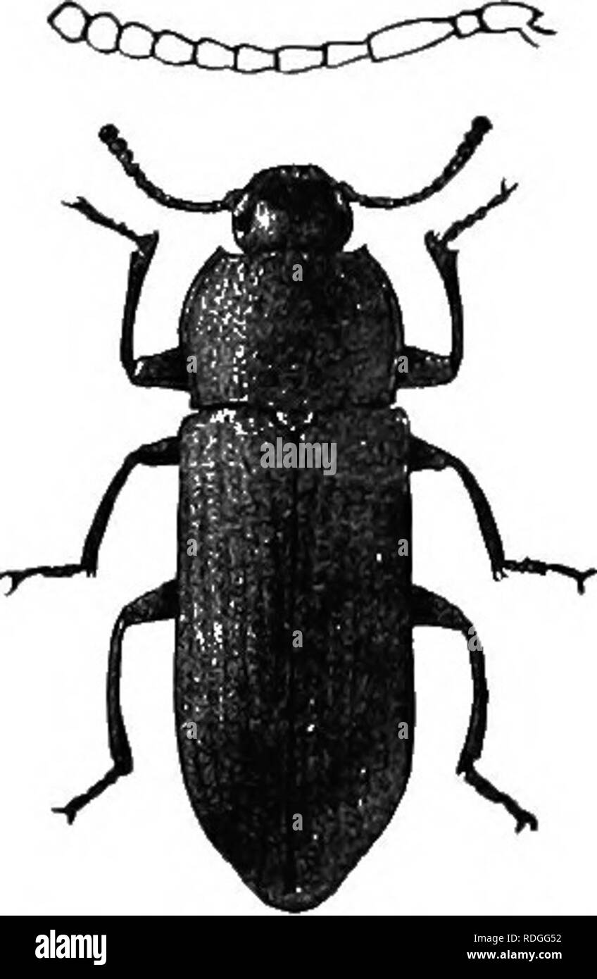 . An illustrated descriptive catalogue of the coleoptera or beetles (exclusive of the Rhynchophora) known to occur in Indiana : with bibliography and descriptions of new species . Beetles. I2r)() FAMILY LV.—TENEBEIONIDJ!;. *2309 (7416). Tekebmo obsclkus Fab., Syst. Eleut., I, 1801, 14(i. Klougale, narrowly oval, riceoiis or dark reddisli- browu, opaiine. Tlmrax sulnjuadrate, slijjlitly uar- rowt-'il in front; sides feebly curved, margins rather wide, retlexed, hind angles acute; surface, as well as that of head, densely and granulately punctate. Ely- tra nearly parallel, surface with rows of f Stock Photo