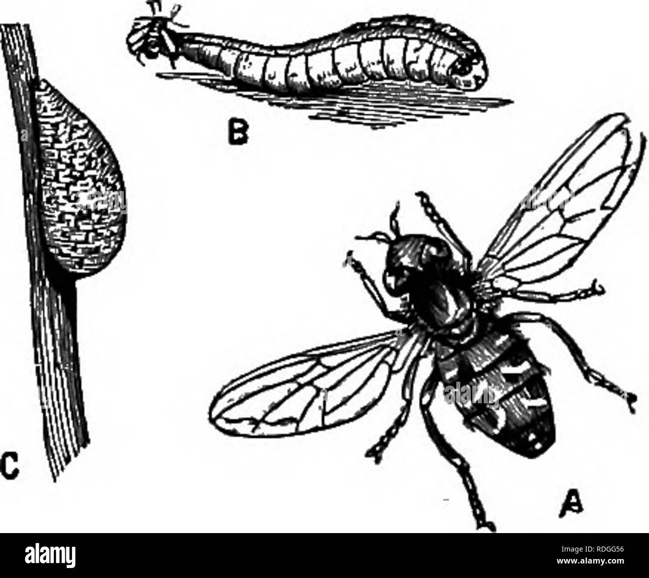 . Elementary text-book of zoology. The deadly African fly. The Diptera have a full metamorphosis, the mouth parts adapted for &quot; piercing and sucking,&quot; and there is a single pair of membranous wings. , The hind wings are reduced to a pair of small halteres or balancers, processes with knobs. They comprise the Flies, Gnats and Fleas. Fig. 170.—Syrphus Pyrastri.. A fly (A) whose larva (B) feeds upon the greerv^aphis ; C is the pupa.. Please note that these images are extracted from scanned page images that may have been digitally enhanced for readability - coloration and appearance of t Stock Photo