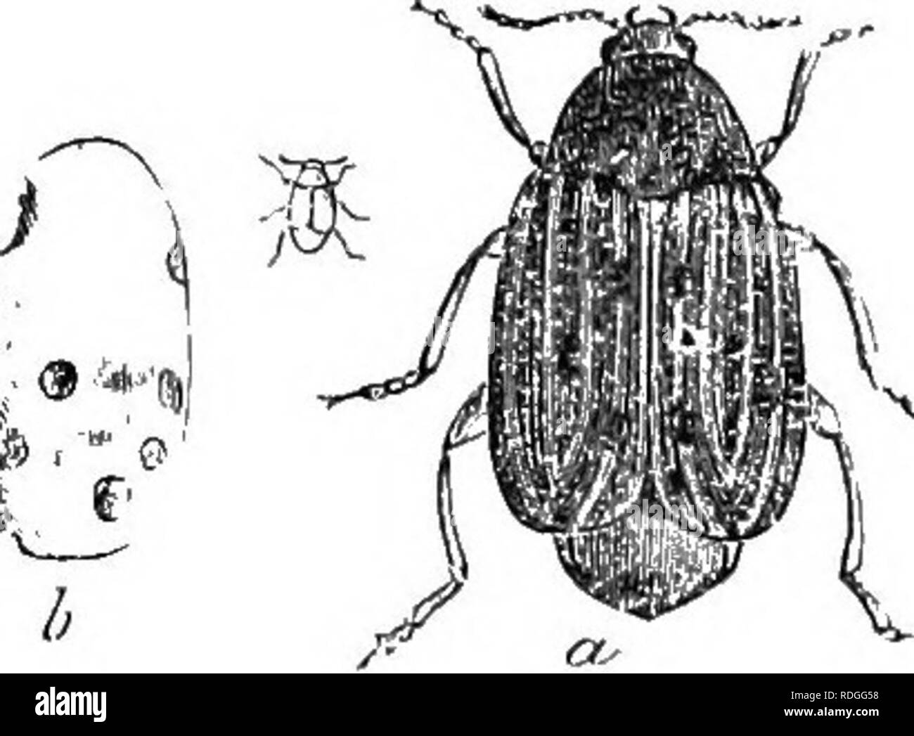 . An illustrated descriptive catalogue of the coleoptera or beetles (exclusive of the Rhynchophora) known to occur in Indiana : with bibliography and descriptions of new species . Beetles. 1240 PAMJI.' LIV. BKUCI-nD,15.. Fig, 558 ;&lt; 7. (Aftor Forbes.) south. April ^O-i Mohev LT). - on the flowers of the black choke-berry (Arovia nigra Willd.). UliOr. (7150). Bki'chts (ip.tectits Sny, Des. N. Am. Cure, 1831, 1; ibid. I, 259. Obloug-oval, moderately robust. Blacli (ir dark piceous, clotbed witb darlv grayish- yellow pubescence, that of elytra interrupted Iiy transverse bauds of darker color; Stock Photo