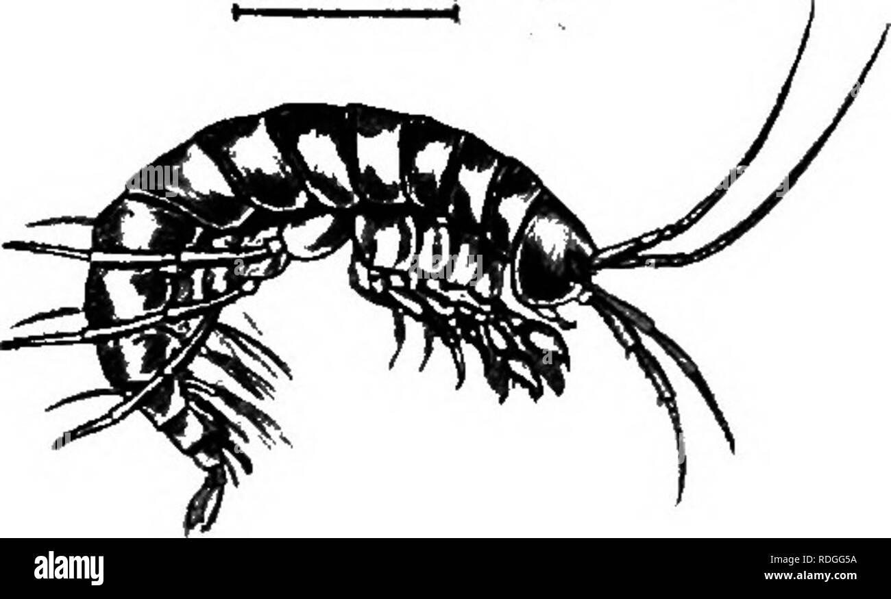 . An introduction to zoology, with directions for practical work (invertebrates). XII CRUSTACEA 169 A curious well-known fact about the hermit crabs is their custom of living in partnership with certain other creatures ; e.g. a beautiful sea Bristle-worm {Nereis fumta) is very frequently to be found within the shell, whilst attached externally there may be one or more special sea anemones or a cluster of the little zoophyte Hydractinia. Though the crab is carnivorous, all these associated forms live peaceably together, the guests feeding off the discarded morsels of the crab's meal. Sessile-ey Stock Photo