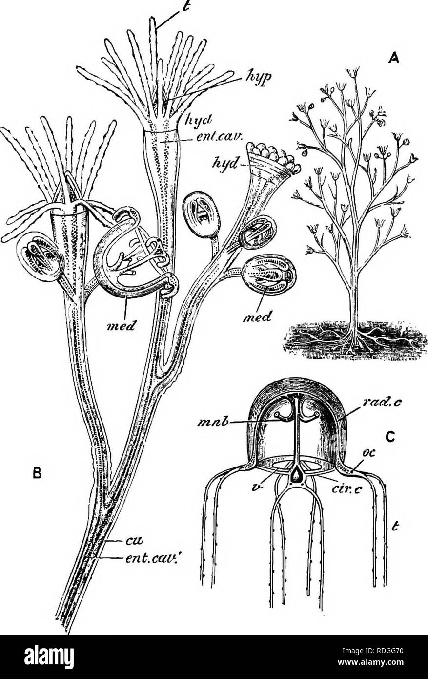 . An elementary course of practical zoology. Zoology. Fig. 76.—Bougainvillea ramosa.  A, a complete living colony of the natural size, showing the branched stem and root-like organ of attachment. B, a portion of the same magnified, showing the branched stem bearing hydranths ihyd) and medusse (med)j one of the latter nearly mature, the others im- mature ; each hydranth has a circlet of tentacles (^) surrounding a hypo- stome {kyp and contains an enteric cavity {e^it. cav) continuous with a narrow canal (ent. cav') in the stem. The stem is covered by a cuticle {c7t). C, a medusa after liberat Stock Photo