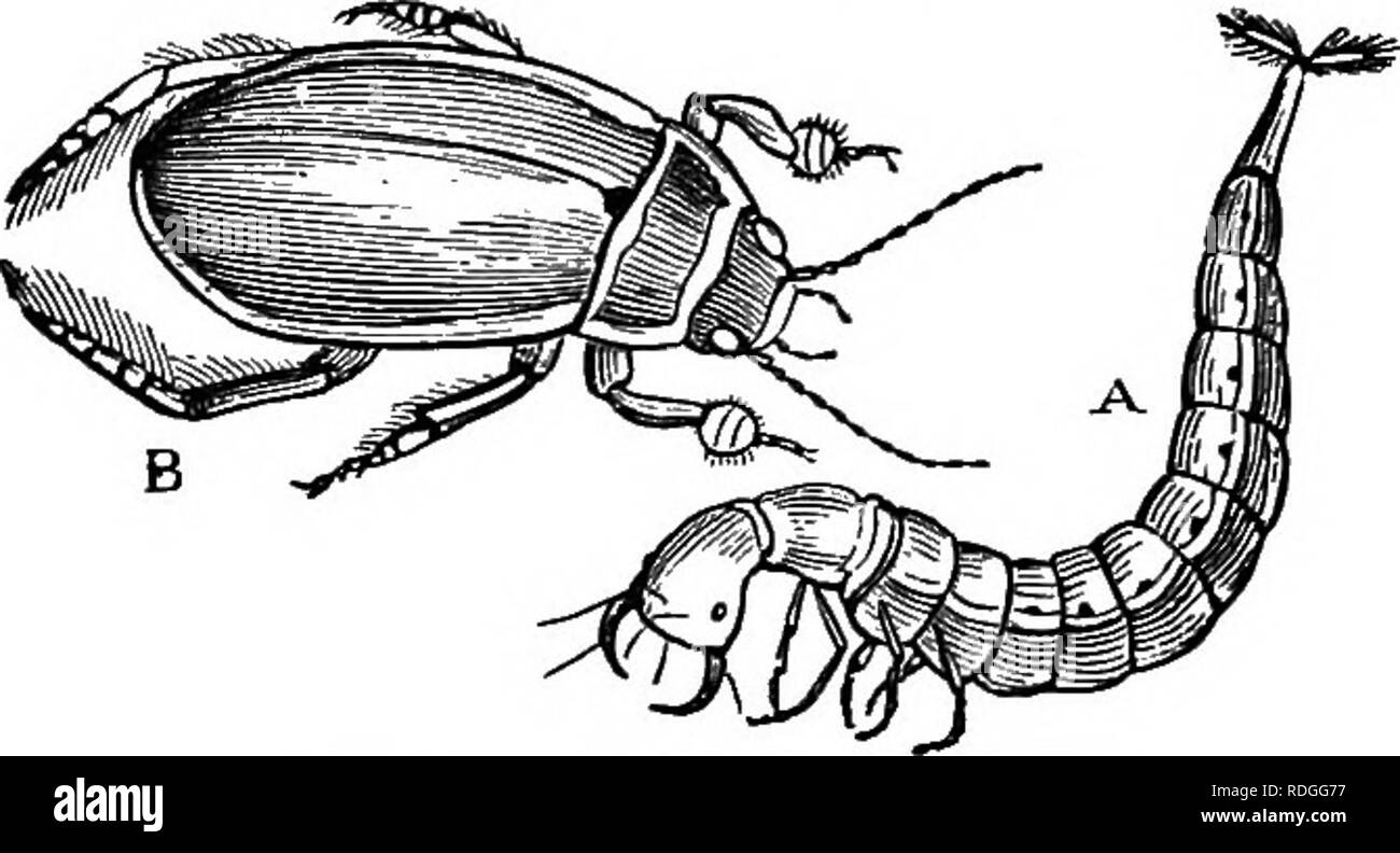 Four small beetles Cut Out Stock Images & Pictures - Alamy