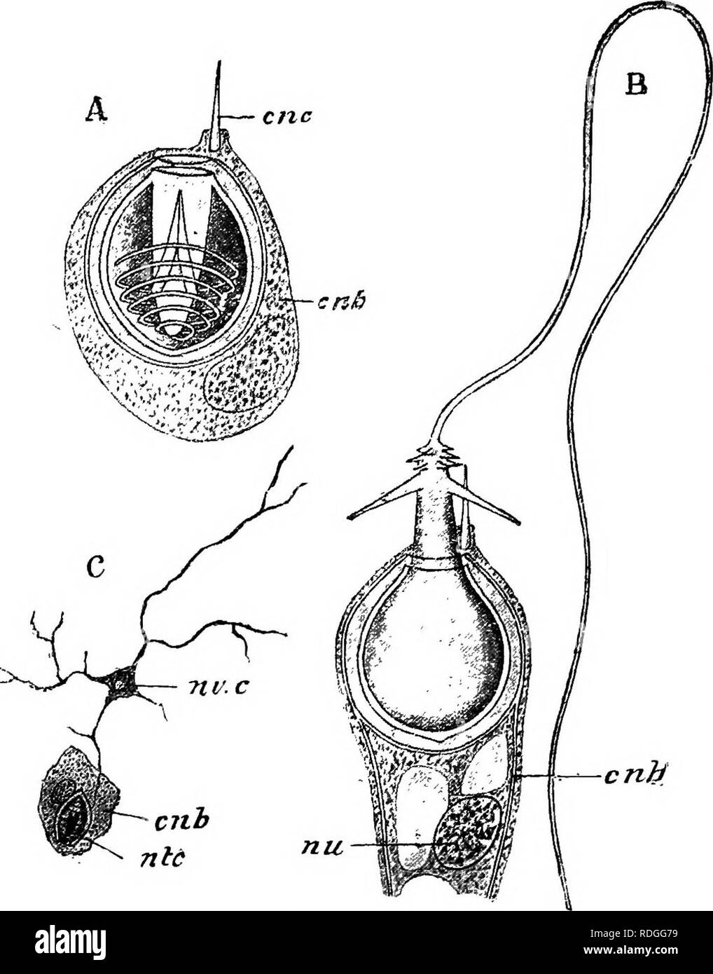 Draw and label the stages of a nematocyst discharge.