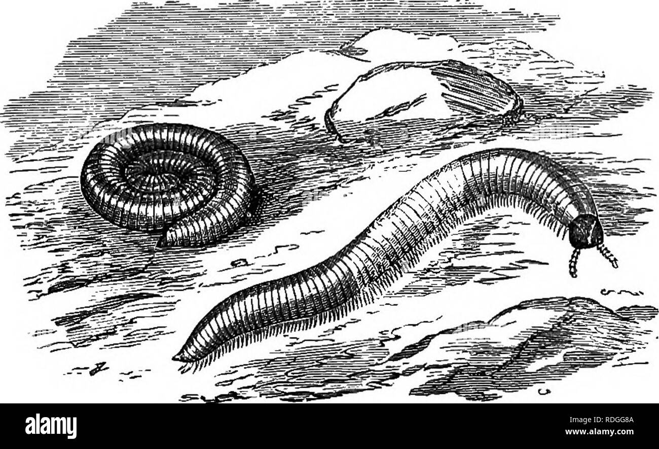 Julus terrestris Black and White Stock Photos & Images - Alamy