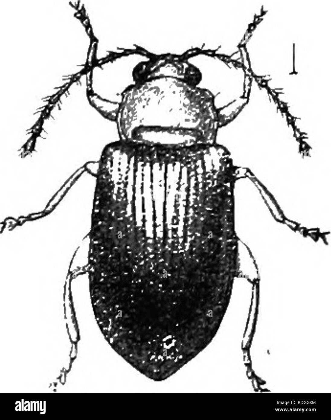 . An illustrated descriptive catalogue of the coleoptera or beetles (exclusive of the Rhynchophora) known to occur in Indiana : with bibliography and descriptions of new species . Beetles. THE LEAF BEETI.bS. 1213 by a longitudinal one; first ventral segment as long as the next three; hind tibLi? obliquely truncate and with a small spur. Six of the seven species recognized by Horn have been taken in the State. KEY TO INDIANA SPECIES OF CKEPIDODEKA. a. Form oblong-oval or elongate. 6. Head and thorax yellow, elytra blue; thorax and prosternum smooth. 2243. EtTFIPES. bb. Head and thorax of same c Stock Photo