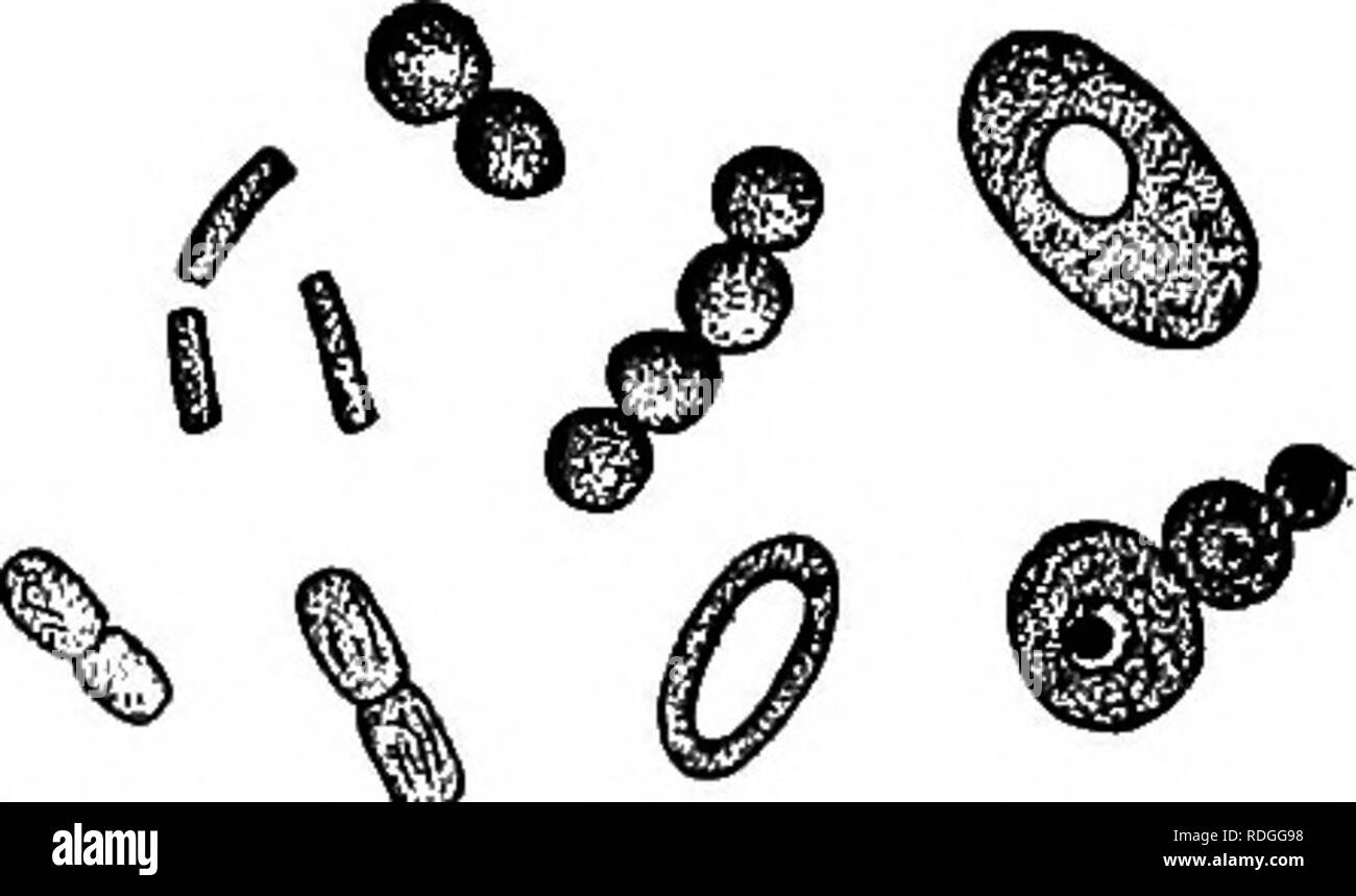 . Bacteria in relation to country life. Bacteria. Sauerkraut 443 enough