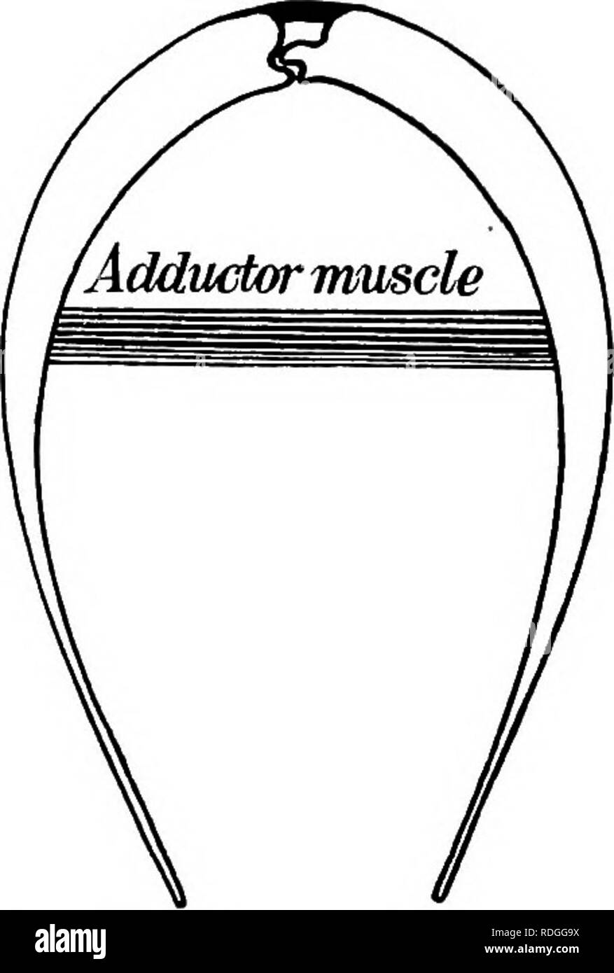 . A textbook in general zoology. Zoology. MUSSELS, CLAMS, OYSTERS, SNAILS, SQUIDS 105 lAciatMre