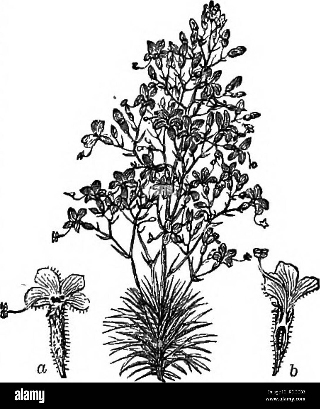 . A Manual of botany : being an introduction to the study of the structure, physiology, and classification of plants . Botany. VEGETABLE IREITABILITY. 387. P%&gt; t&gt;y means of whicli the pollen is forcibly scattered (p. 283). In Euellia anisophylla the style has a curved stigmatic apex, which gradually becomes straightened, so as to come into contact with the hairs of the corolla, upon which the pollen has been scattered; and in Mimulus and Bignonia (fig. 441, p. 249) the stigma has two expanded lobes which close when touched, a movement apparently in some way connected with fertilisation.  Stock Photo