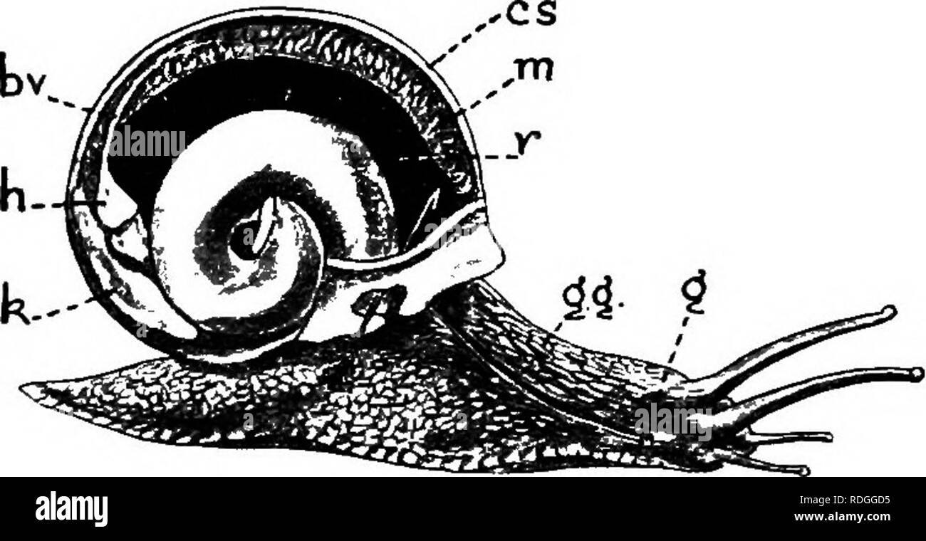 Disected Shell . An introduction to zoology, with directions for practical work ...