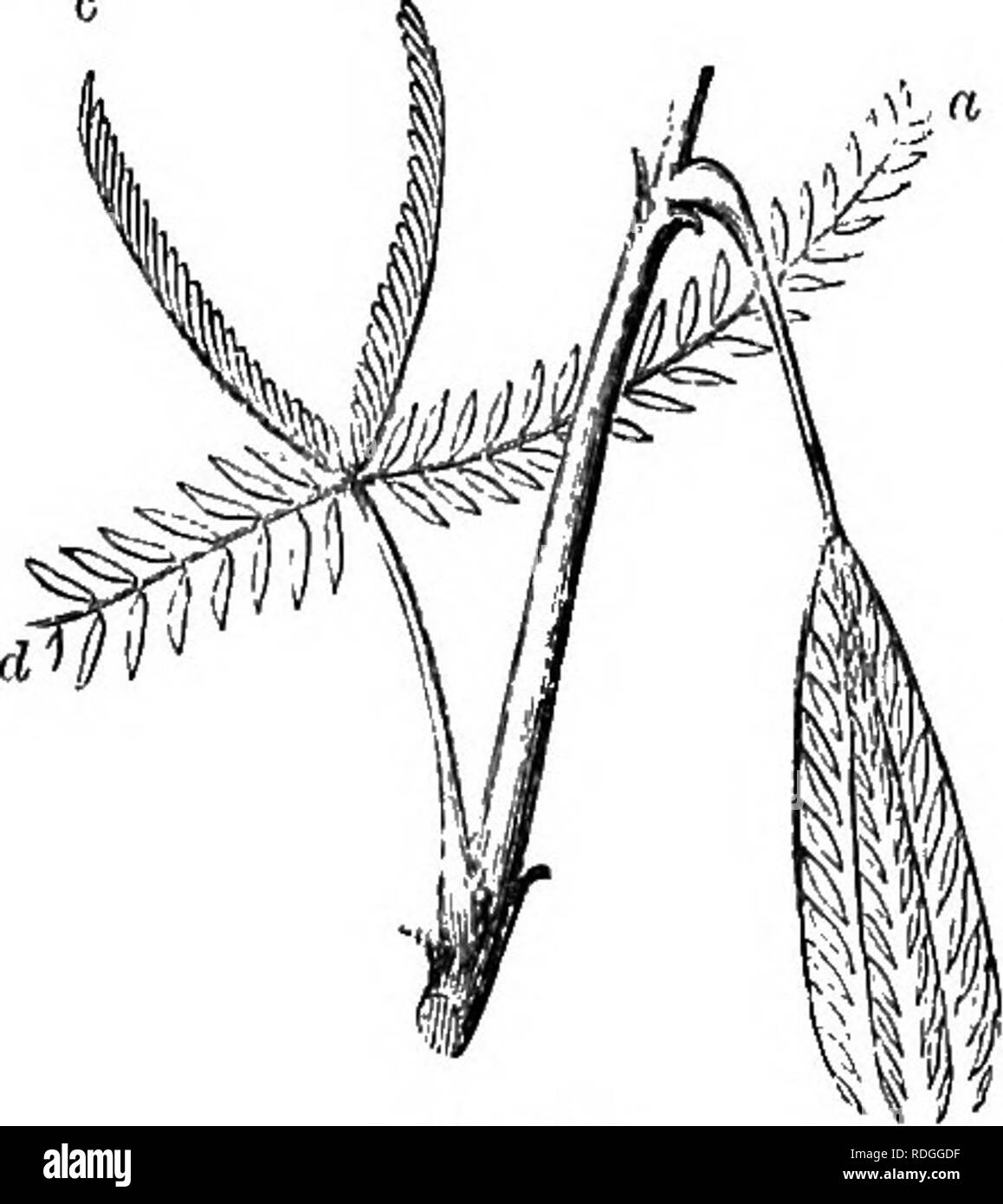 . A Manual of botany : being an introduction to the study of the structure, physiology, and classification of plants . Botany. 376 VEGETABLE lEKITABILITY.. petioles, as in tlie Sensitive plant, they may be bent inwards towards each other, while the common petiole is bent downwards. Mimosa sensitiva and pudica (fig. 657), commonly called sensitive plants, display these movements of their leaves in a remarkable degree, not only under the influence of light and darkness, but also under mechanical and other stimuli. They have bipinnate leaves with four partial petioles pro- ceeding from a common r Stock Photo