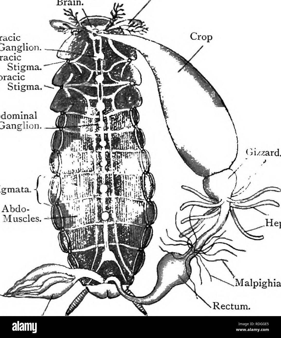 Cockroach Anatomy And Dissection