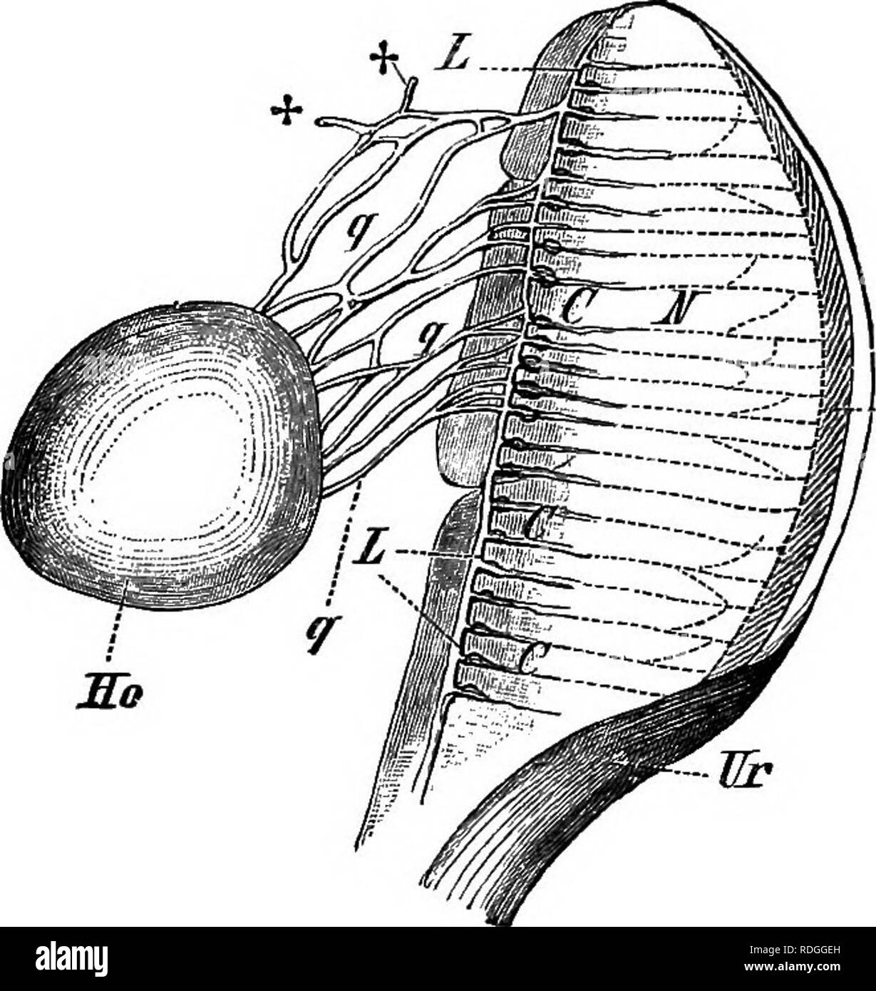 An Elementary Course Of Practical Zoology 1900 Book Pdf Download