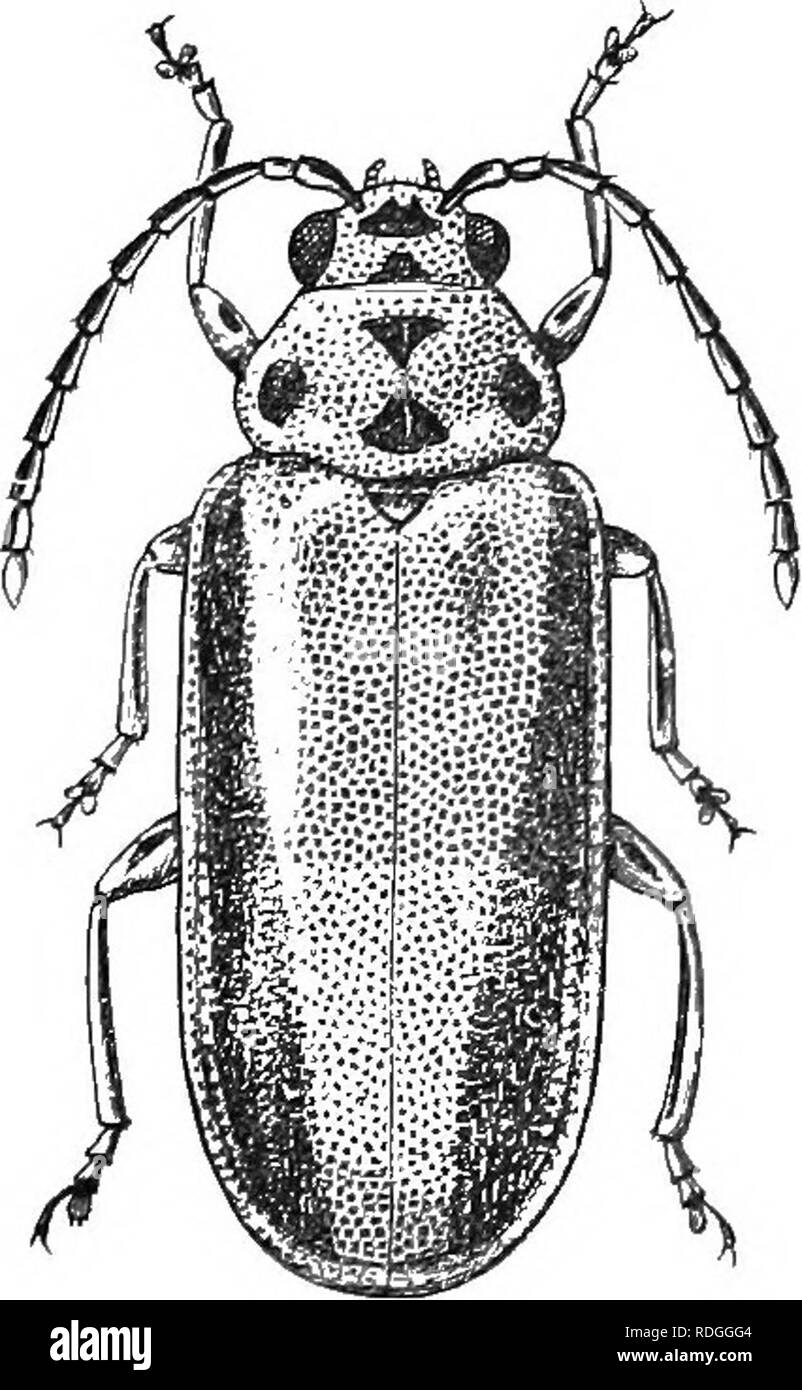 . An illustrated descriptive catalogue of the coleoptera or beetles (exclusive of the Rhynchophora) known to occur in Indiana : with bibliography and descriptions of new species . Beetles. 1170 FAMILY LIII.—C tlRYSOMELiri/K. 2167 (6907). Galerucella decora Say, Ijong's Second Exped., II, 1824, 294; ibid. I, 195. Oblong, scarcely wider behind, subdepressed. Dnll yellow or dusky brown clothed with fine, short, yelluw, silken pubescence; autenntE wholly piceous or with the basal joints partly dull yellow; legs pale. Thorax twice as wide as long, narrowerin front, sides curved, hind angles slightl Stock Photo