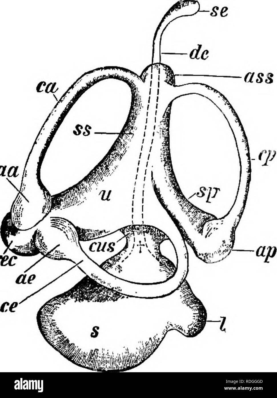 Uticulus . An elementary course of practical zoology. Zoology. EAR 187 and ...
