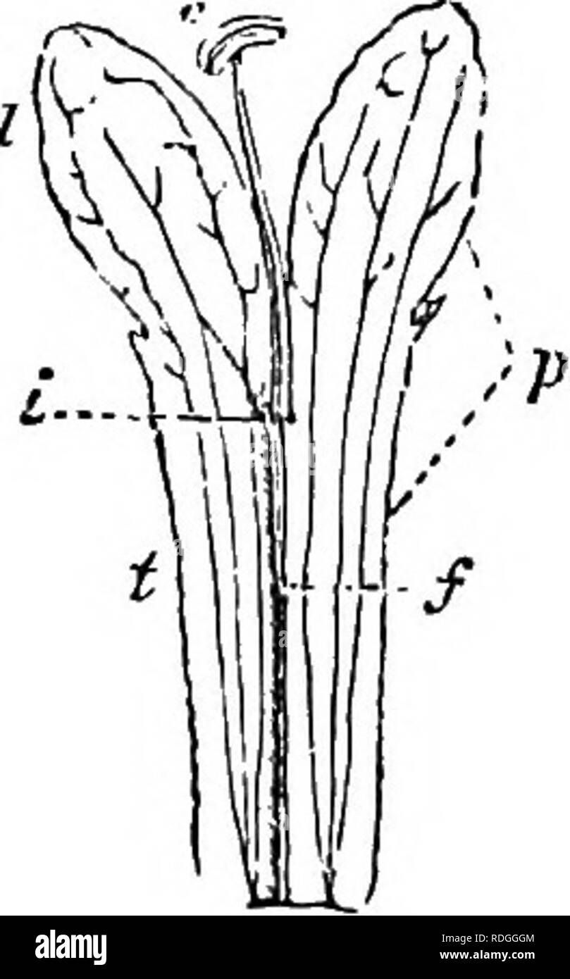 . A Manual of botany : being an introduction to the study of the structure, physiology, and classification of plants . Botany. 370 TERATOLOGY—COHESION AND ADHESION. cohesion of two leayes by their bases forms a connate leaf, and the union of the lobes of a single leaf on the opposite side of the stalk gives rise to perfoliate leaves (fig. 171, p.'89). The union of the edges of a folded leaf forms Ascidia, or pitchers (figs. 200, 203, pp. 95, 96). The diflferent parts of the same verticil of the flower unite often more or less completely, giving rise to a monophyllous or gamo- phyllous involucr Stock Photo