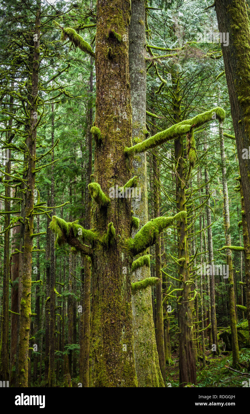 Moss covered trees in a forest in Western Washington State, USA Stock