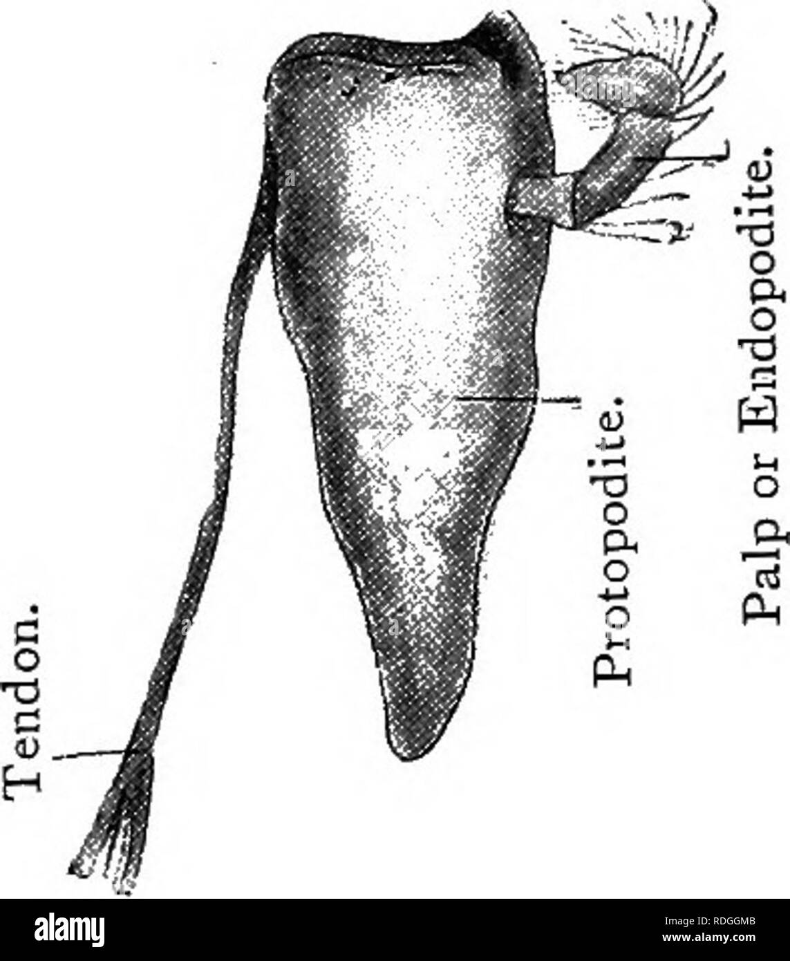 . Elementary text-book of zoology. Fig. 141—Left Anten- na OF Nephrops. (Ad nat.) Fig. 140.—The Mandible OF Nephrops x 2. (Ad nat.'). -Endopodite. -Scale Ventral view.. Please note that these images are extracted from scanned page images that may have been digitally enhanced for readability - coloration and appearance of these illustrations may not perfectly resemble the original work.. Masterman, Arthur Thomas. Edinburgh, E. &amp; S. Livingstone Stock Photo