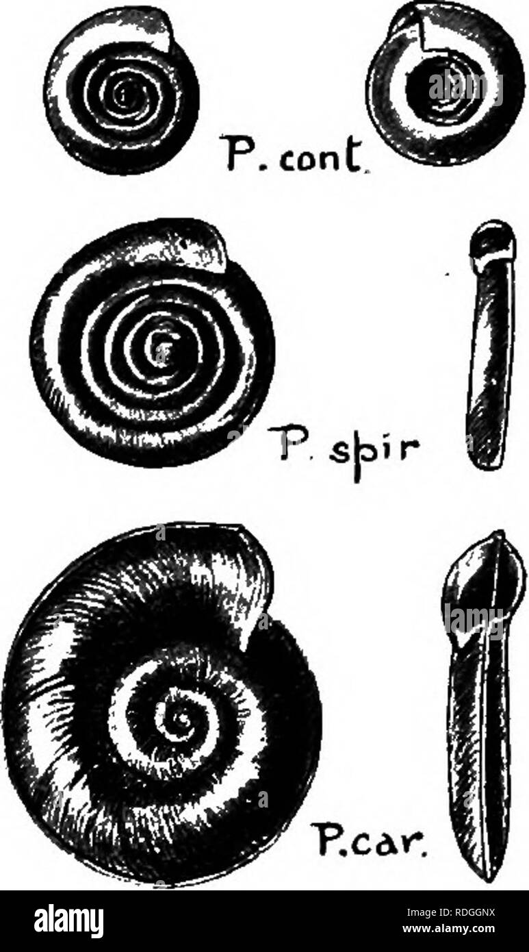 An Introduction To Zoology With Directions For Practical Work Invertebrates Planorus Conturtus The Twisted Trumpet Snail Shell Inch In Diameter Whorls 8 Very Similar To Vortex But About Half The Size And