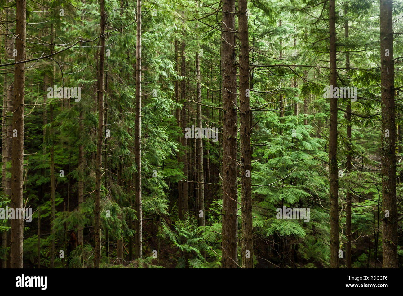 Trunk douglas fir tree washington hires stock photography and images