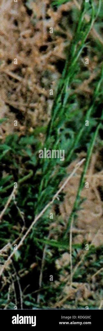 Linum Usitatissimum L High Resolution Stock Photography And Images Alamy